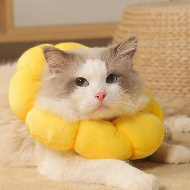Sunflower Bloom Recovery Collar Pet Medical Collars KittyNook Cat Company